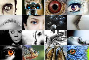 Eyes Photo Competition: Winner and Shortlisted Images 